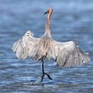 Reddish Egret